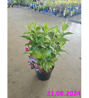 Weigela 'Vintage Love'® C 2,5 L